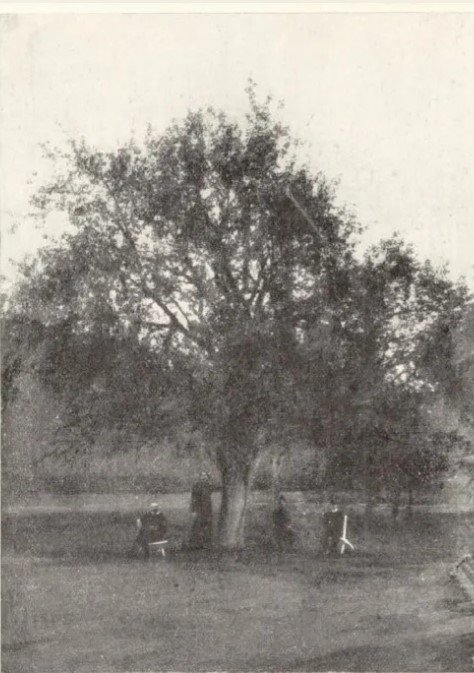 A Vasárnapi Újság 1904. július 24. számában megjelent fotó a körtefáról 